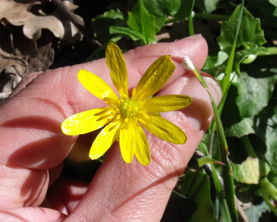 Ranunculus maremmano da ID - Ranunculus ficaria